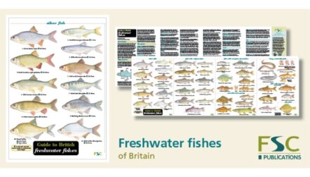 Guide to British Freshwater Fishes