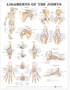 Ligaments of the Joints Anatomical Chart