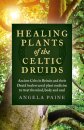 Healing Plants of the Celtic Druids