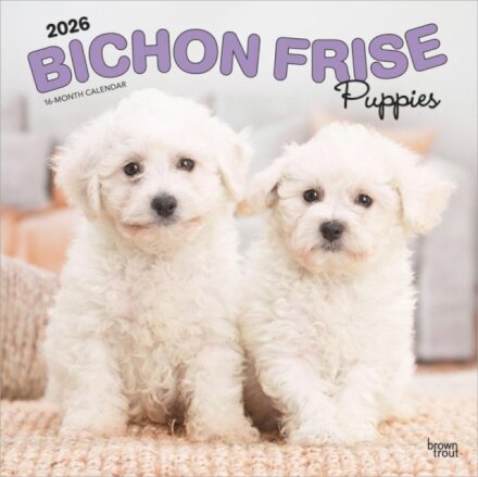 Bichon Frise Puppies 2026 12 x 24 Monthly Square Calendar