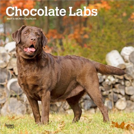 Labrador Retrievers, Chocolate 2027 Square Flap