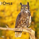 Owls 2026 Square Flap Calendar