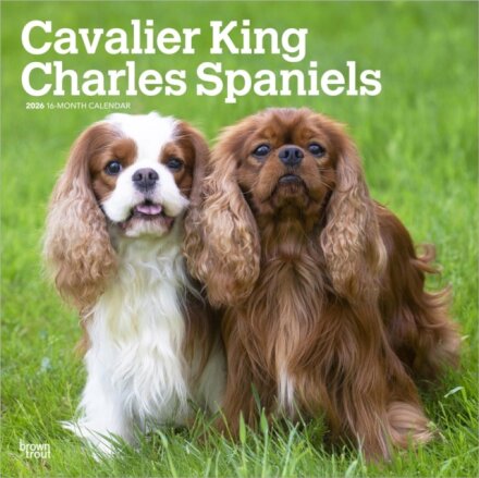 Cavalier King Charles Spaniels 2026 Square Flap Calendar