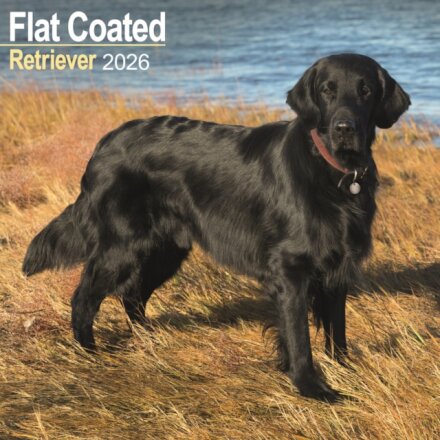 Flatcoated Retriever Calendar 2026  Square Dog Breed Wall Calendar - 16 Month