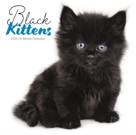 Black Kittens Square Wall Sunday Start C