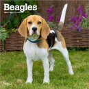 Beagles 2026 Square Flap Calendar