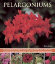 Pelargoniums