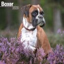 Boxer (Euro) Calendar 2026  Square Dog Breed Wall Calendar - 16 Month