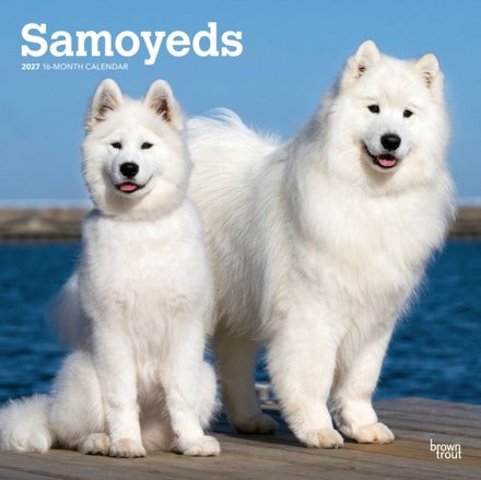 Samoyeds 2027 Square Flap