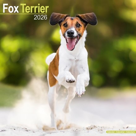 Fox Terrier Calendar 2026 Square Dog Breed Wall Calendar - 16 Month