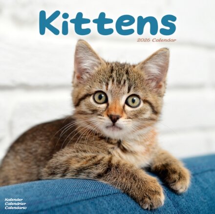 Kittens Calendar 2026  Square Cats Wall Calendar - 16 Month