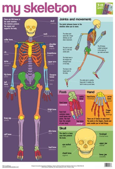 My Skeleton Wallchart