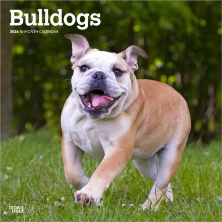 Bulldogs 2026 Square Flap Calendar