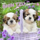 Shih Tzu Puppies 2026 Square Flap Calendar