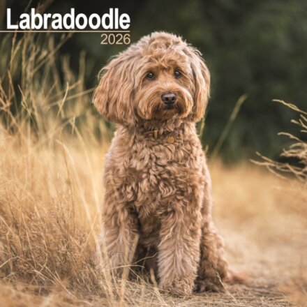 Labradoodle Calendar 2026  Square Dog Breed Wall Calendar - 16 Month