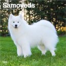 Samoyeds 2026 Square Flap Calendar