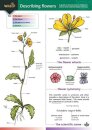 Describing Flowers