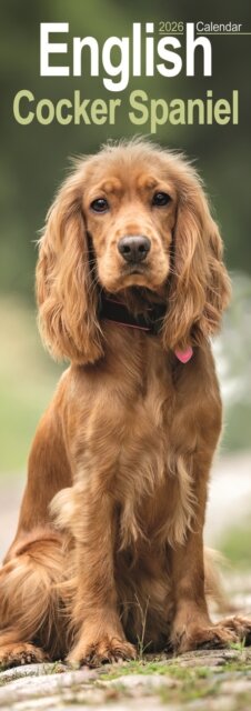 English Cocker Spaniel  Slim Calendar 2026  Dog Breed Slimline Calendar - 12 Month
