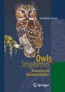 Owls (Strigiformes)