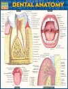 Dental Anatomy
