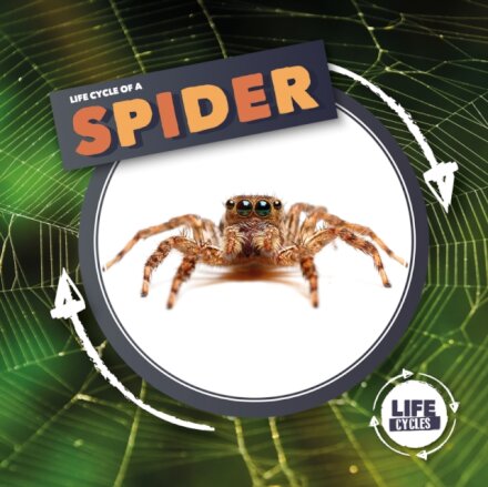 Life Cycle Of A Spider