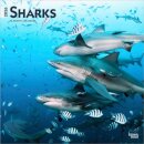 Sharks 2026 Square Flap Calendar