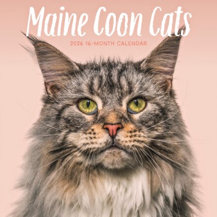 Maine Coon Cats Square Wall Sunday Start