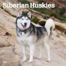 Siberian Huskies 2026 Square Flap Calendar