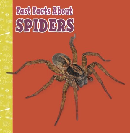 Fast Facts About Spiders