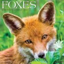 Foxes 2025 12 X 12 Wall Calendar