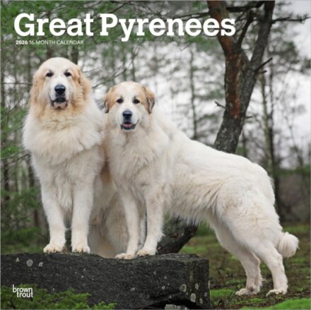 Great Pyrenees 2026 Square Flap Calendar
