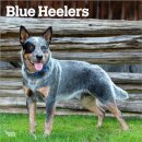 Blue Heelers 2026 Square Flap Calendar
