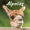 Alpacas Calendar 2026  Square Animal Wall Calendar - 16 Month