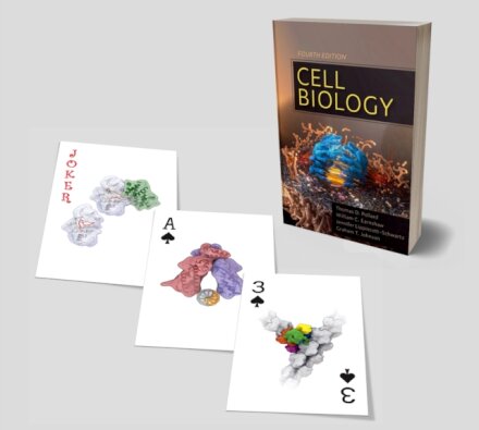 Cell Biology Playing Cards