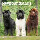 Newfoundlands 2026 Square Flap Calendar