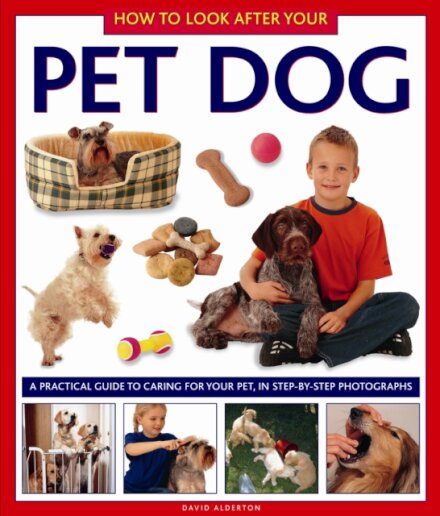 How to Look After Your Pet Dog