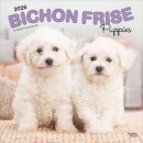 Bichon Frise Puppies 2026 12 x 24 Monthly Square Calendar