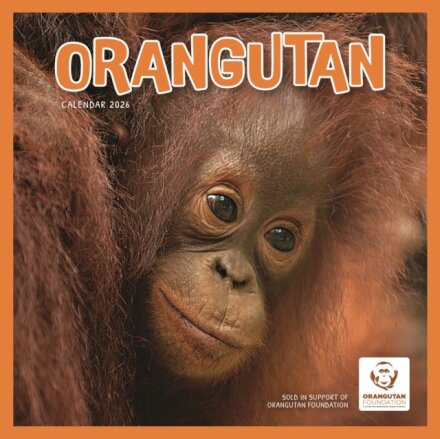 Orangutan Square Wall Calendar 2026