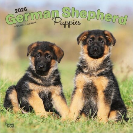 German Shepherd Puppies 2026 Square Flap Calendar