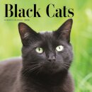 Black Cats Square Wall Sunday Start Cale