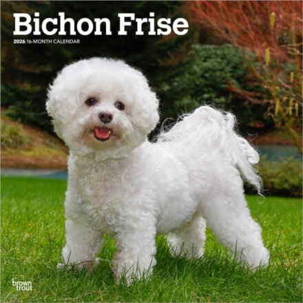 Bichon Frise 2026 Square Flap Calendar