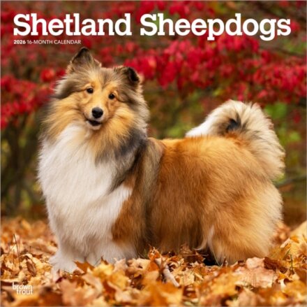 Shetland Sheepdogs 2026 Square Flap Calendar