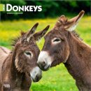 Donkeys 2026 Square Flap Calendar