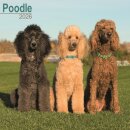 Poodle Calendar 2026  Square Dog Breed Wall Calendar - 16 Month