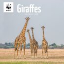 Wwf Giraffes Square Wall Calendar 2026