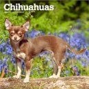 Chihuahuas 2026 Square Flap Calendar