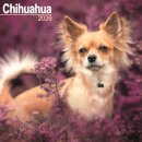Chihuahua Calendar 2026  Square Dog Breed Wall Calendar - 16 Month