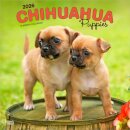 Chihuahua Puppies 2026 Square Flap Calendar