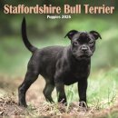 Staffordshire Bull Terrier Puppies Squar