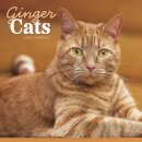 Ginger Cats Square Wall Calendar 2026